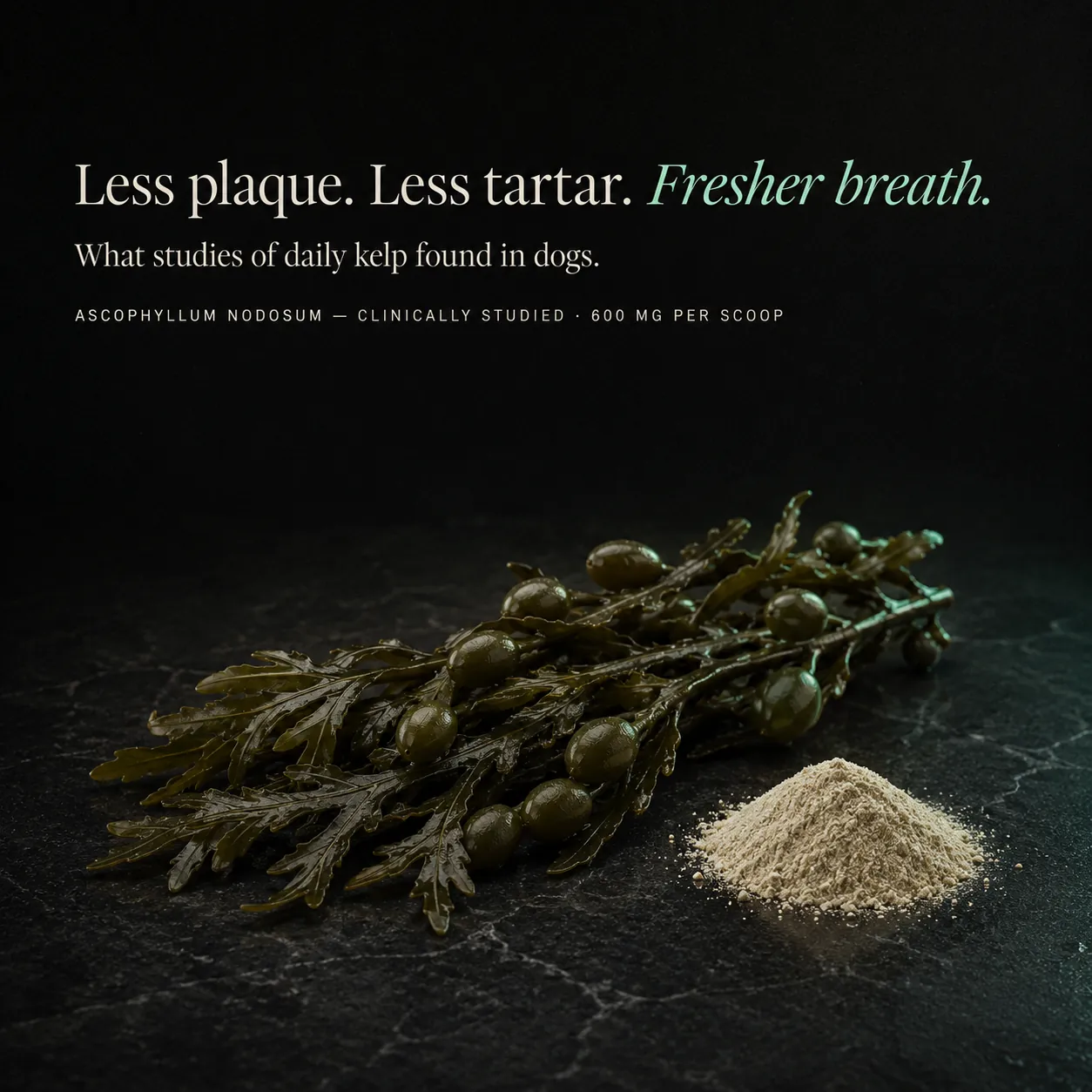 Less plaque, less tartar, fresher breath: what studies of daily kelp found in dogs; Ascophyllum nodosum, 600 mg per scoop